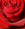 miriamamore_1972