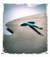 mondo.grafica2008