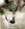mylovewolf