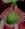nepenthes69