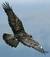 old_eagle