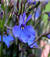 orchideablu.adgl