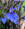 orchideablu.adgl