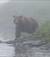 orso.nella.nebbia