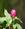 peonia2006