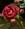 petali_rosa