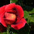 petitefleurrouge