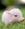 pigman2