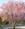 prunus58