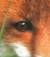 ricette_di_volpe