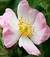 rosa.canina