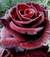 rosanna_co0