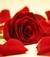 rosasenzaspine_1