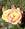 scienze200911