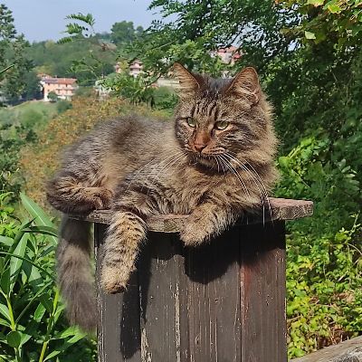 simonern0