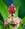 soffio_di_vento.dgl