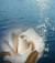 soulrose
