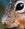 squirrel09
