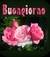 stelaromanina