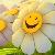 sunflowersmiles