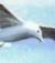 sweet_seagull