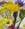 tilli_14258