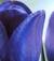 tulipanoblu06