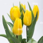 tulipanogiallodgl0