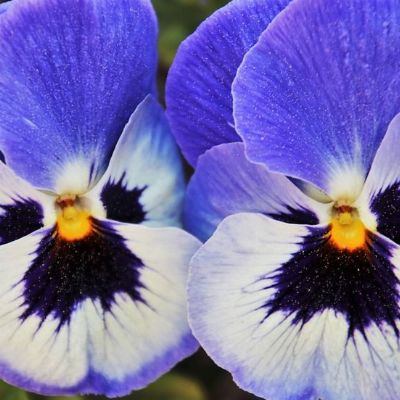 viola_e_i_suoi_sogni
