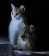 violat.t
