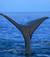 walvis