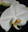 wildorchid3000