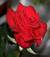 willina3