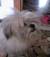 willyshihtzu