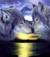 wolf76m