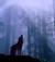 wolf_gate
