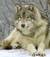 wolfghost1966
