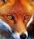 wolpona